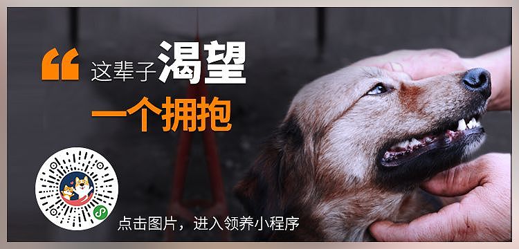 狗狗每天趴在收容所的栏杆上不肯下来，只希望人们多看它一眼… - 16