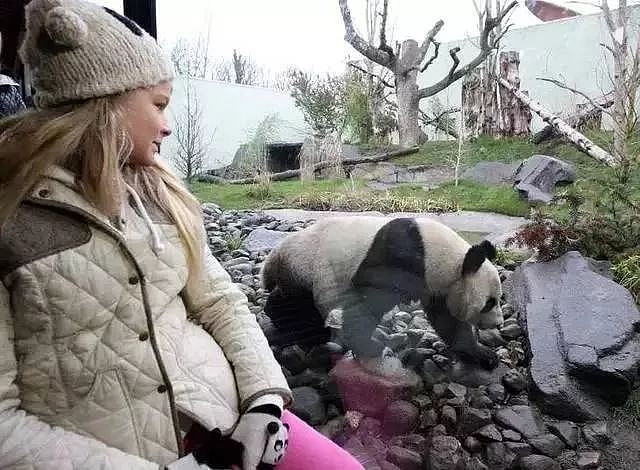 熊猫去了趟荷兰惊呆了！本以为是去旅游的，没想到是去登基的！ - 11