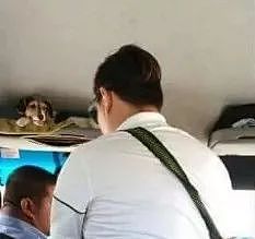 公交司机在车上偷偷养狗，竟然得到所有乘客的支持 - 1