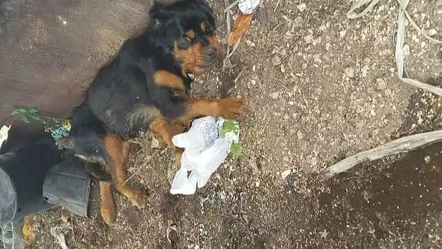 被遗弃在垃圾场的瘫痪狗狗从没想到会有人找到它 - 2