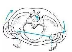 驼背、盆骨前倾的自我矫正方法, 胸部圆挺,顺便增高2~4cm ▏瑜伽解剖学 - 7