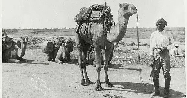 时代 | 骑骆驼的阿富汗人建起了半个澳大利亚，却受到歧视最终被驱逐 - 5
