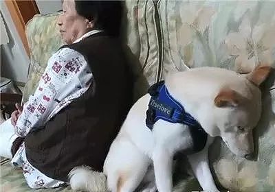狗子为陪奶奶看电视，瞌睡的头都跌下来了，却还强撑着！ - 1