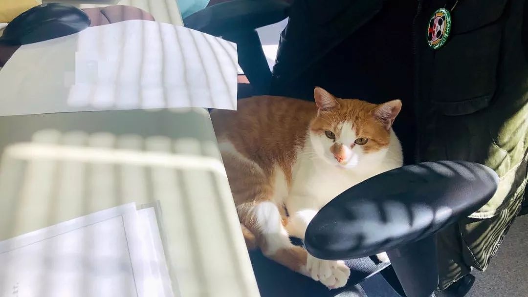 日本一只橘猫由于妨害公务罪，惨遭逮捕，目前情绪稳定！ - 1