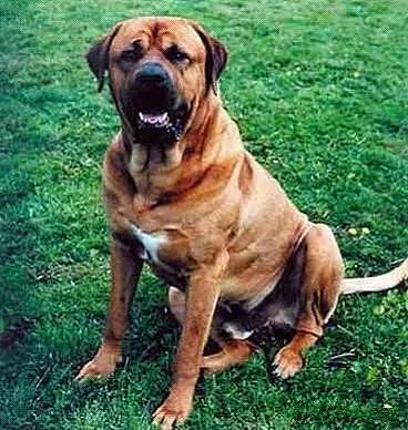 世界十大最凶的狗，每个都是“洪水猛兽”！ - 8