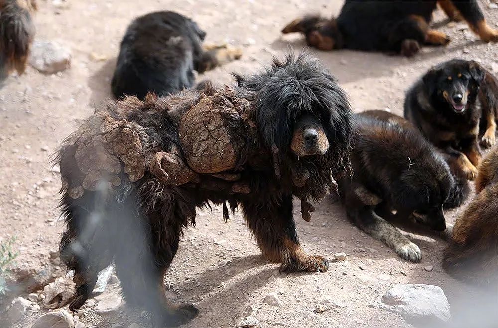 这种狗曾经是中国最贵的狗，如今却连流浪狗都不如…… - 12