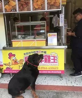 狗狗爱上吃炸鸡，每天盯着炸鸡店老板一小时... - 3