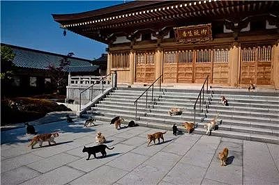 日本猫寺里住着30多只猫，竟比僧人还多，又想骗我去当和尚？ - 5