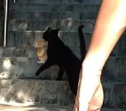 在路上偶遇超热情的猫，没想趁网友不注意，把整袋面包劫走了！ - 4