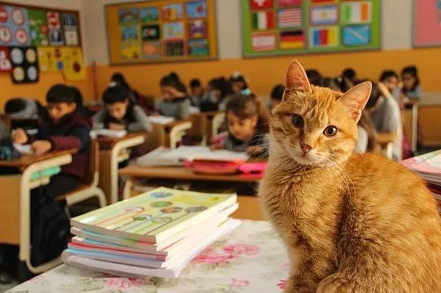 误入课堂的橘猫从此赖着不走，被勒令“退学”后竟茶饭不思 - 1
