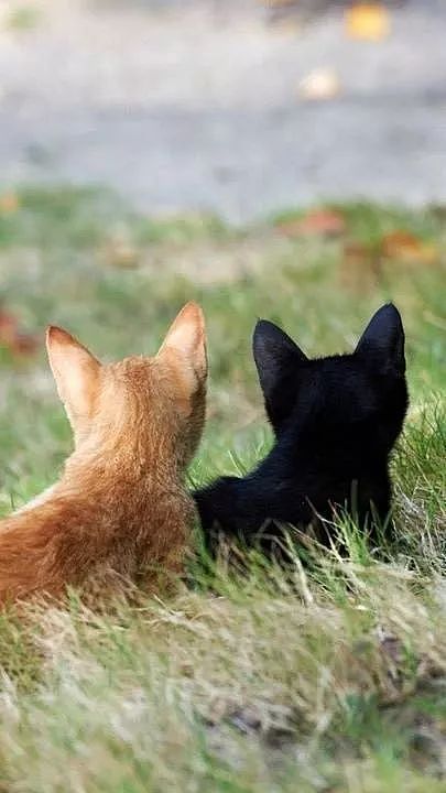 推主家的黑猫跟橘猫从小非常要好，然而当涉及到吃的后！ - 3