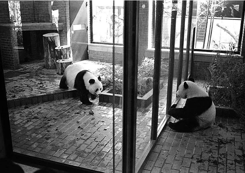 在日本，熊猫是一种信仰 - 19