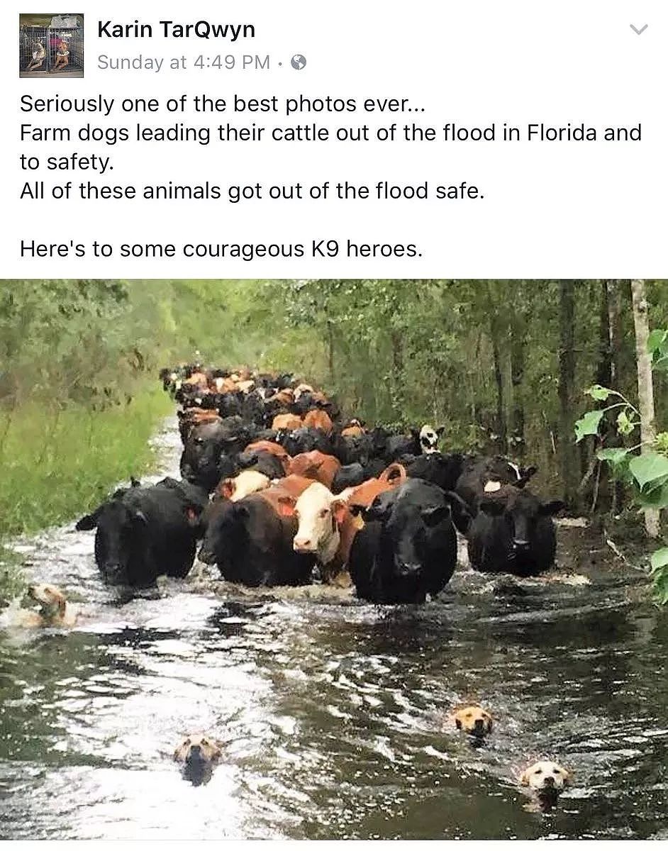 洪水淹没牧场，拯救上百头牛的，竟然是4只狗狗？！ - 2