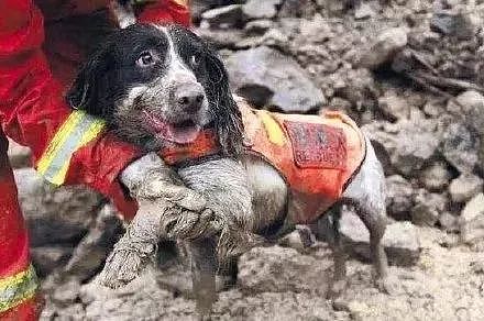 宜宾地震，搜救犬又累瘫了：请不要只在救灾时才想起Ta们的好！ - 9