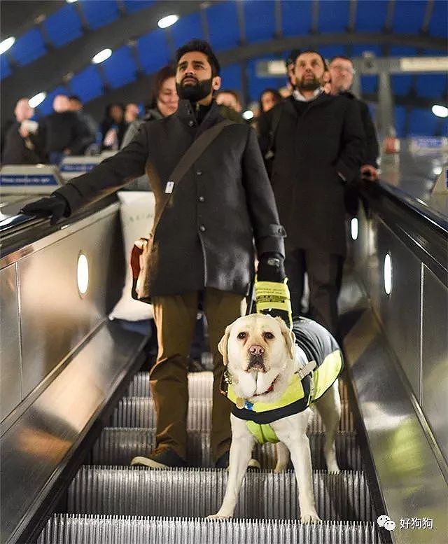 地铁上是否该为导盲犬和它的主人让座，英国网友的讨论炸开了锅！ - 2