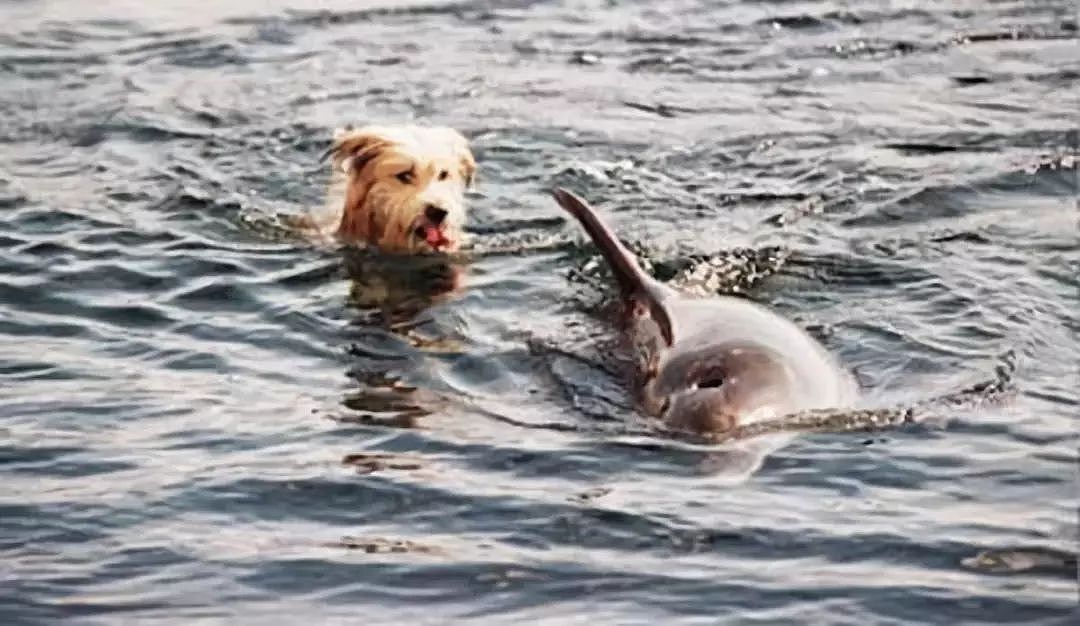 狗狗和海豚一起游泳，画面美呆了！ - 7