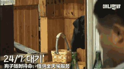 狗狗在韩国饭店服务七年，业务精湛存下不少小费 - 6