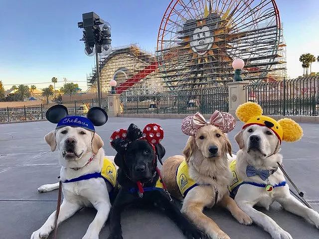为缓解服务犬的训练压力，训导员想出了新方式，带它们去迪士尼乐园！ - 2