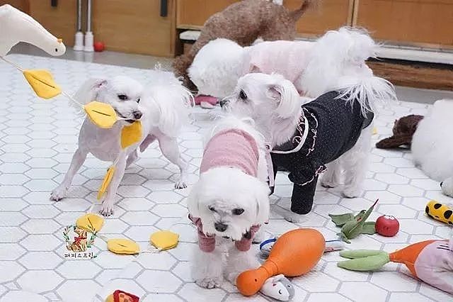韩国狗狗幼儿园课程表曝光，原来它们上学不止打闹和睡觉！ - 32