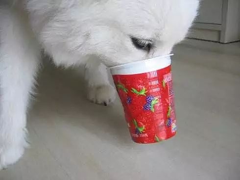 还记得你家狗狗第一次喝到酸奶的样子吗？简直萌翻了！ - 7