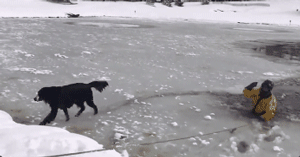 超暖！狗狗掉进冰湖无法动弹，消防员蜀黍冒险将它救起！ - 5