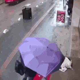 狗狗蜷缩在雨天的街头，这位小姐姐的举动超暖心！ - 2