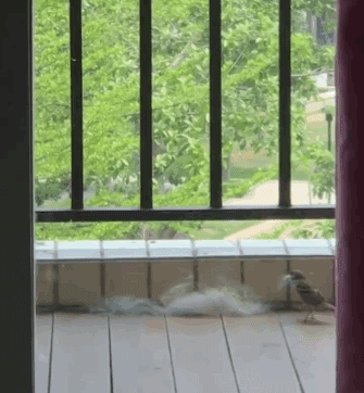 主人悄悄扔了些狗毛在阳台，拍到了偷毛贼行窃全过程！ - 4