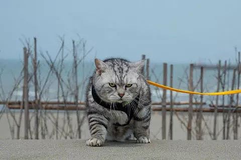 主人第一次带猫到沙滩海边，以为它会害怕，没想到，一落地后... - 6