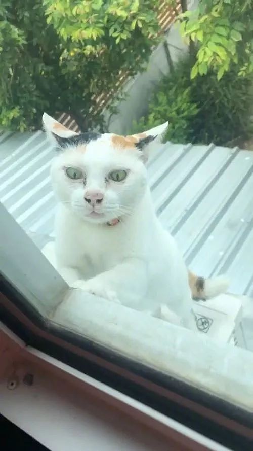 网友表示邻居家的猫比鬼还恐怖，经常爬到窗户边让人吓得半死！ - 1