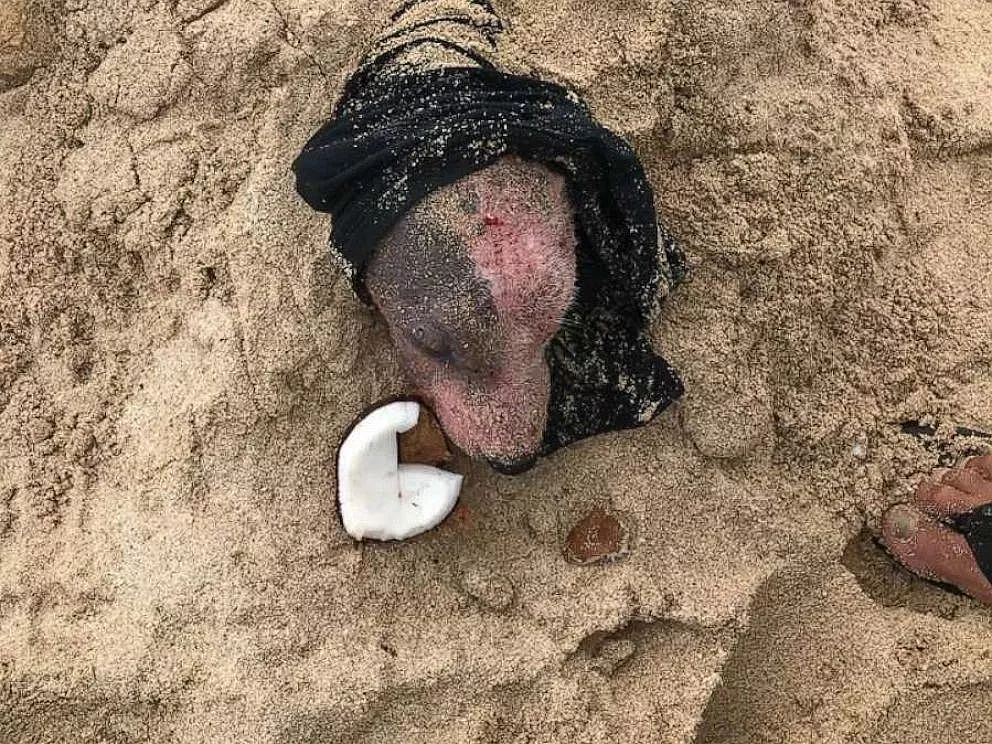 小狗被恶男沙滩活埋，幸得救助人员及时挽救 - 1