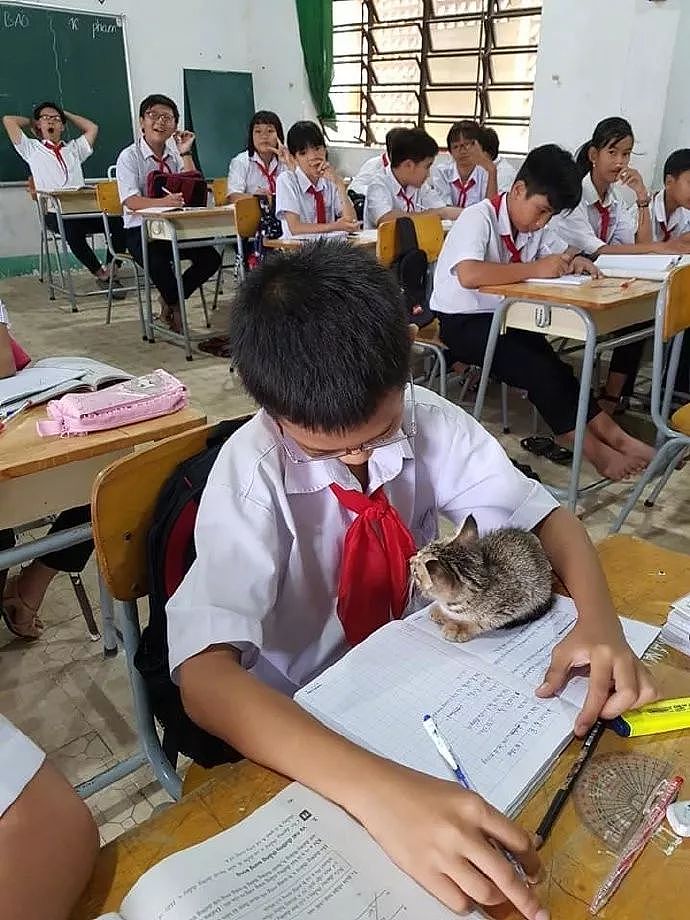 小朋友把猫带到教室一起上课，有猫陪着居然还能这么认真写作业！ - 3