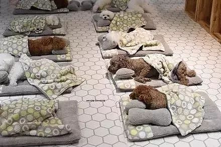 原来狗狗在宠物学校是这么睡觉的，太可爱了吧！ - 1