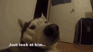 在狗狗身上装了个摄像头，偷窥到了它这一天的生活... - 15