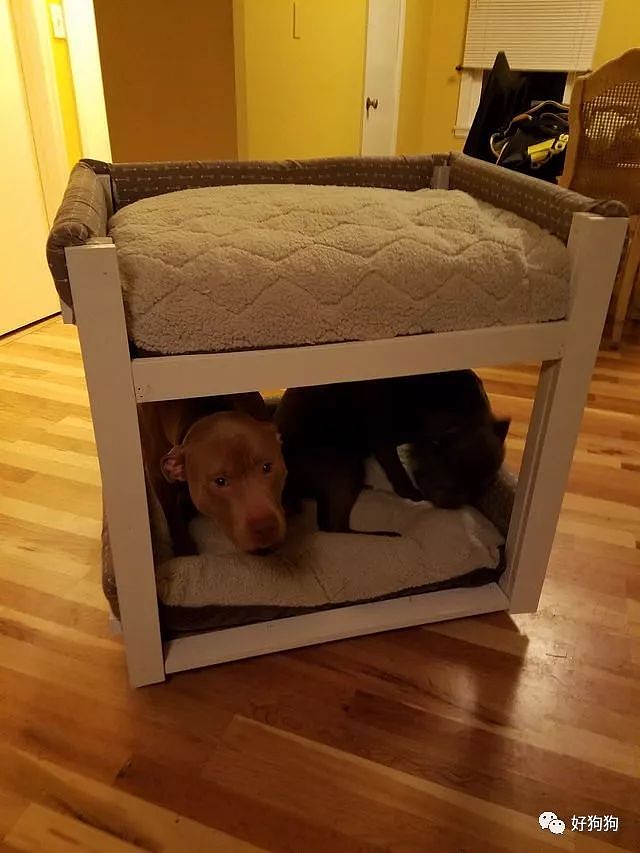 主人给2只狗狗做了个双层床，狗子：这就是睡在我上铺的兄弟啊！ - 6