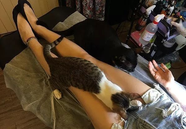 纹身店的猫咪，一有客人来，就喜欢躺在客人腿间睡觉，好不正经！ - 7