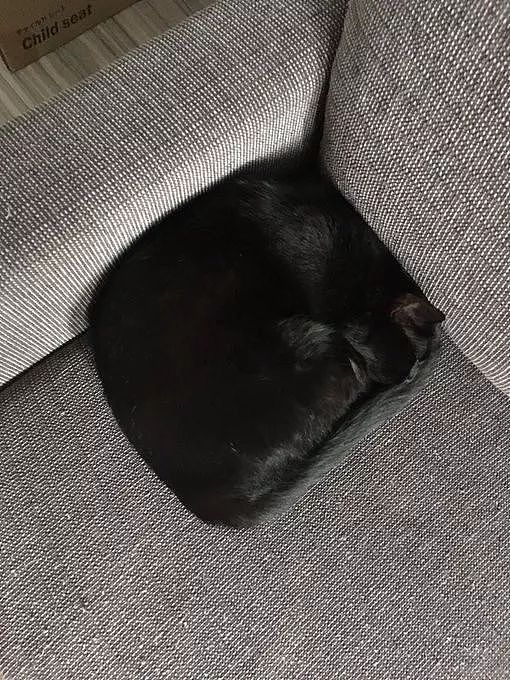 推主家的黑猫很喜欢睡在沙发角，每次都把自己盘成这姿势，笑飞！ - 3