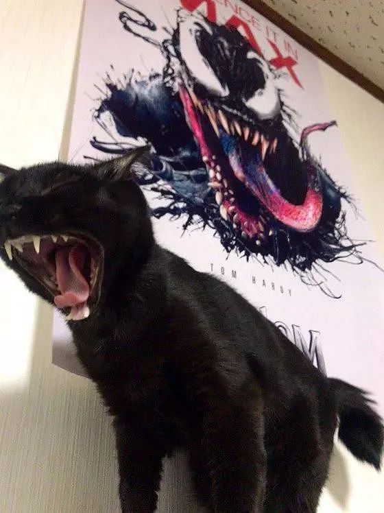 主人趁黑猫打哈欠时跟毒液海报一起合影，就是后面的表情太搞笑了！ - 2