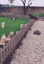 杜宾犬刚跳到围栏里，就被一群柯基围着跑，最后那一跳好贱..... - 1