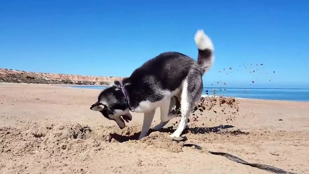 主人把狗狗骗去海滩，然后一言不合就埋了…… - 2