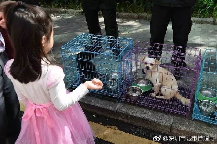 将中华田园犬移出禁养名单？深圳的做法，值得所有城市学习 - 15