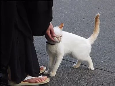 日本猫寺里住着30多只猫，竟比僧人还多，又想骗我去当和尚？ - 11