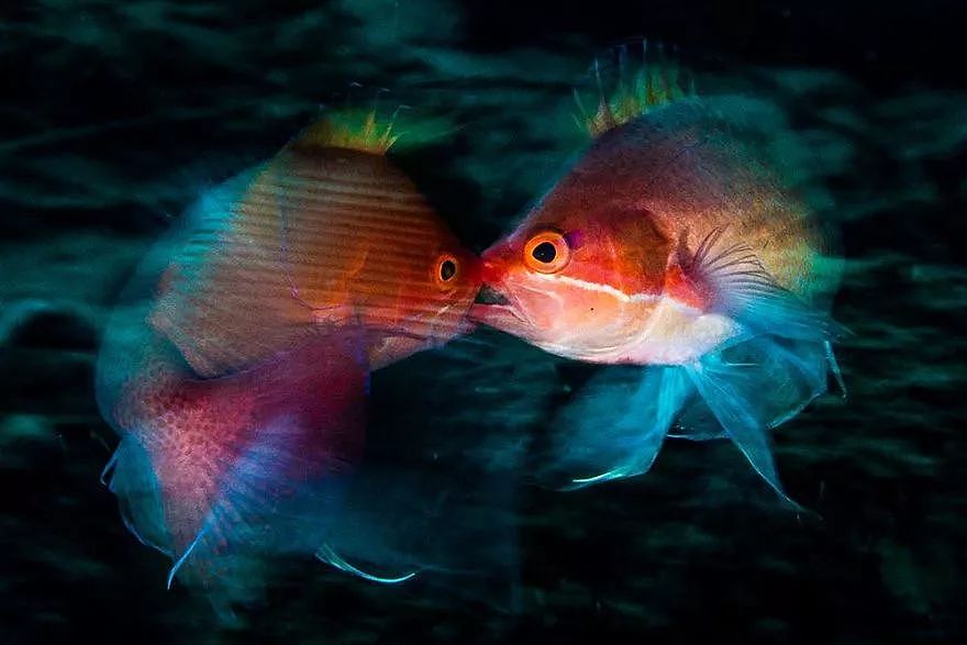 2018年水下摄影师大赛的获奖作品，带你进入一个水下世界 - 19
