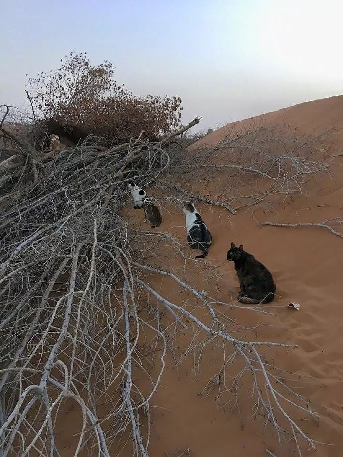 主人表示即使生活在沙漠，但家里的猫们上厕所，还会这样排队！ - 2