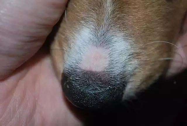 心疼死老母亲我了，狗子鼻子处被真菌感染掉了好大一块毛！ - 4
