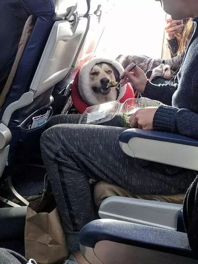 有狗狗同行的地铁、列车和飞机，你愿意坐吗？ - 15