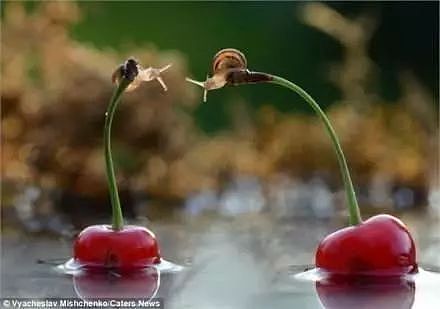两只蜗牛在樱桃梗上接吻，被摄影师抓拍了下来，真是太浪漫了！ - 2