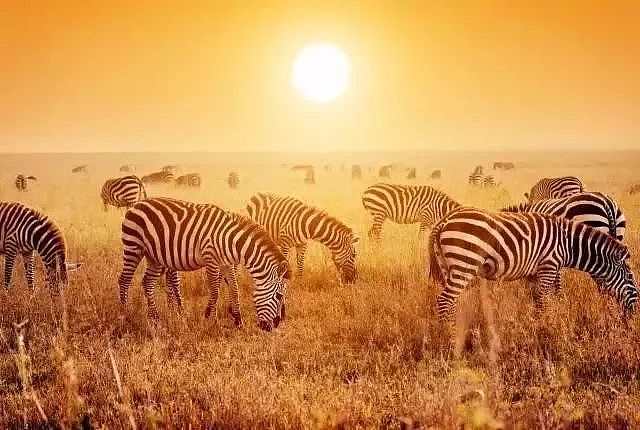 肯尼亚+坦桑尼亚，春节远走东非开启Safari之旅！ - 14