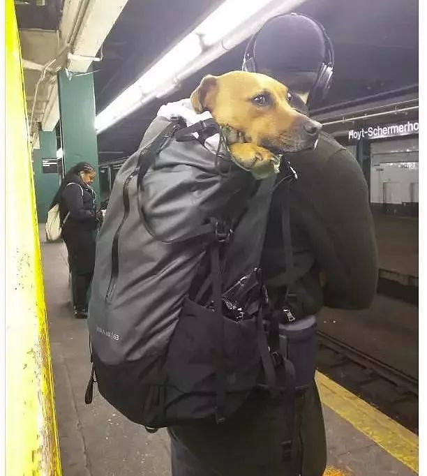 把狗装起来就能乘地铁！可这只萨摩耶却被拦了下来，原因是... - 16