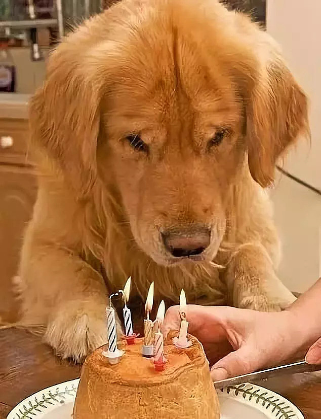 狗狗看到蛋糕的高兴样，你还觉得买蛋糕这事多余吗？ - 10