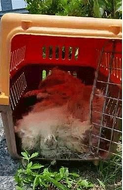 狐狸犬的干枯尸体被装进笼子遭狠心丢弃公园，被好心网友路过发现 - 4